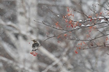 Dusky Thrush Makomanai Park Fri, 12/27/2019