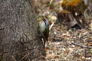 Japanese Green Woodpecker 神奈川県 Sat, 12/21/2019