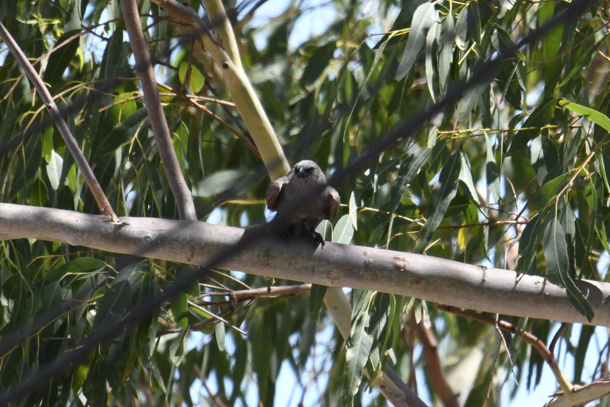 Apostlebird