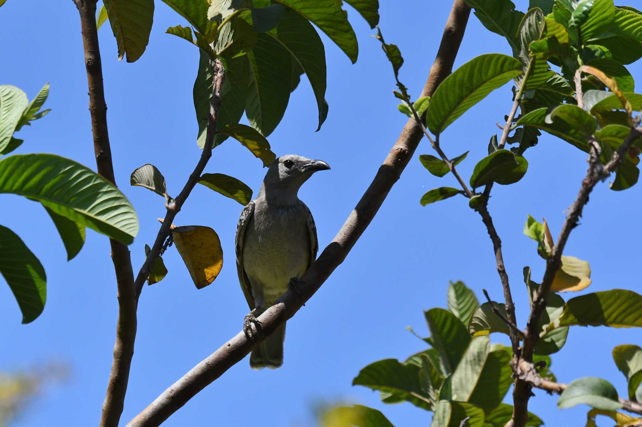 Great Bowerbird