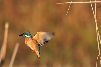 カワセミ 場所が不明 2019年12月27日(金)