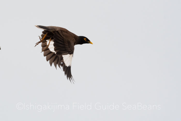 Photo of Common Myna at Ishigaki Island by 石垣島バードウオッチングガイドSeaBeans