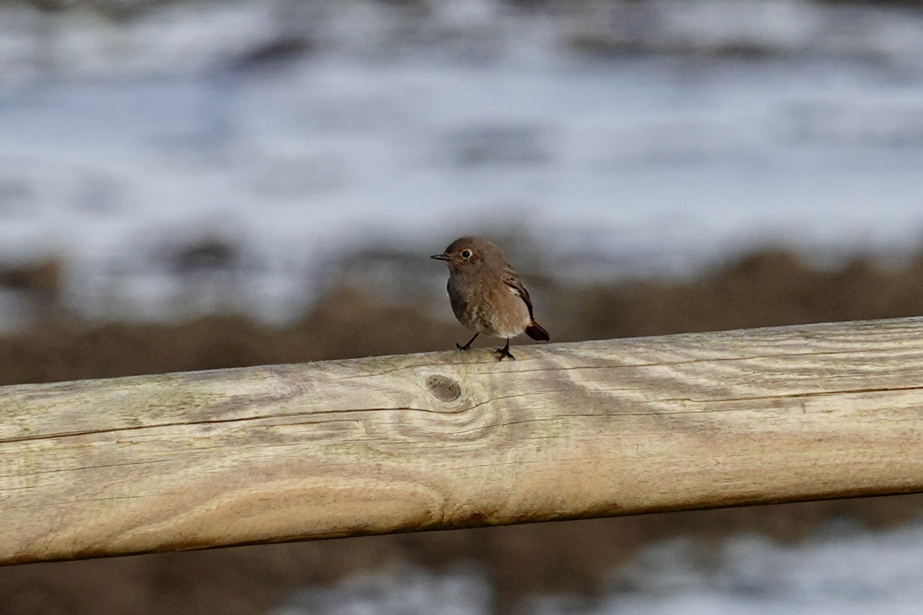 Photo of Black Redstart at La Rochelle by のどか