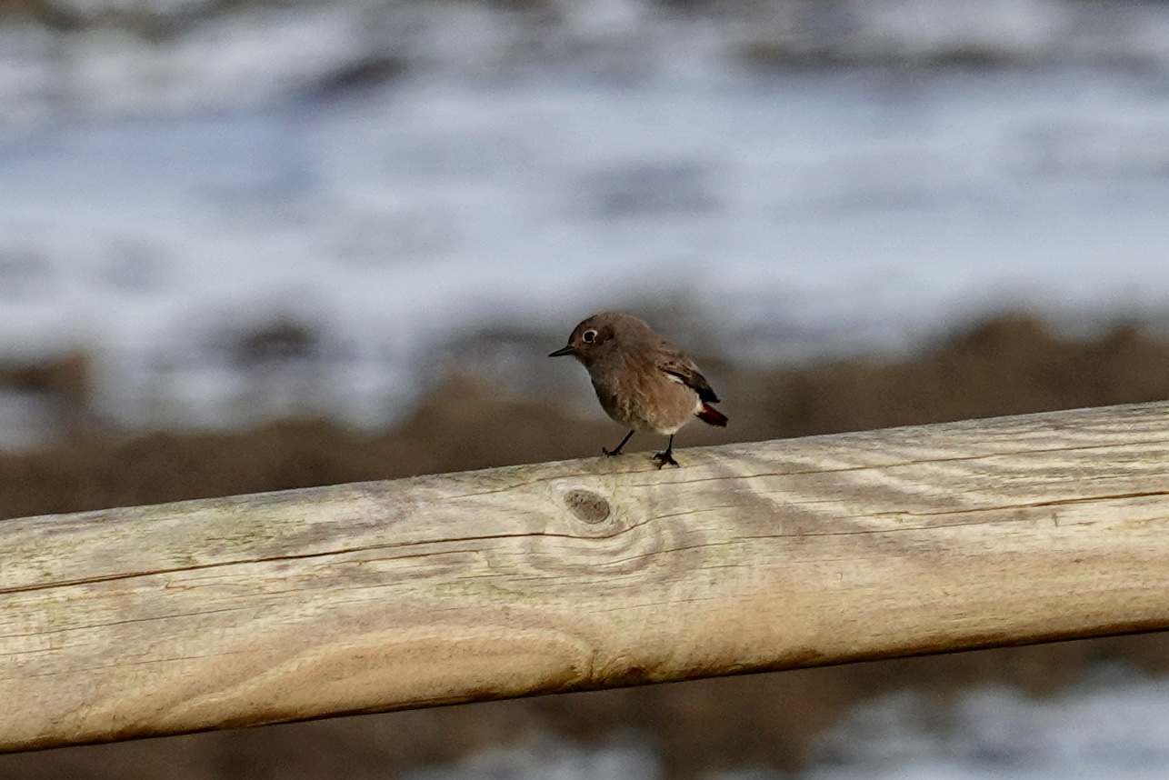 Photo of Black Redstart at La Rochelle by のどか