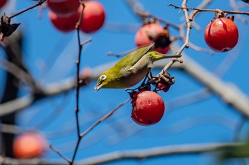 メジロ 明石公園 2019年12月14日(土)