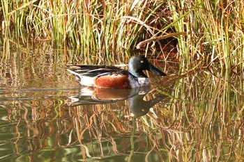 2019年12月27日(金) 三ツ池公園(横浜市鶴見区)の野鳥観察記録