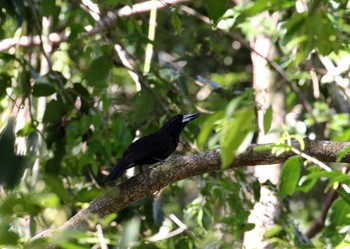 Black Butcherbird Iron Range National Park Wed, 10/16/2019