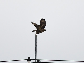 Eastern Buzzard 千葉03 Sat, 12/21/2019