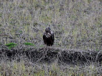 Eastern Marsh Harrier 千葉03 Sat, 12/21/2019