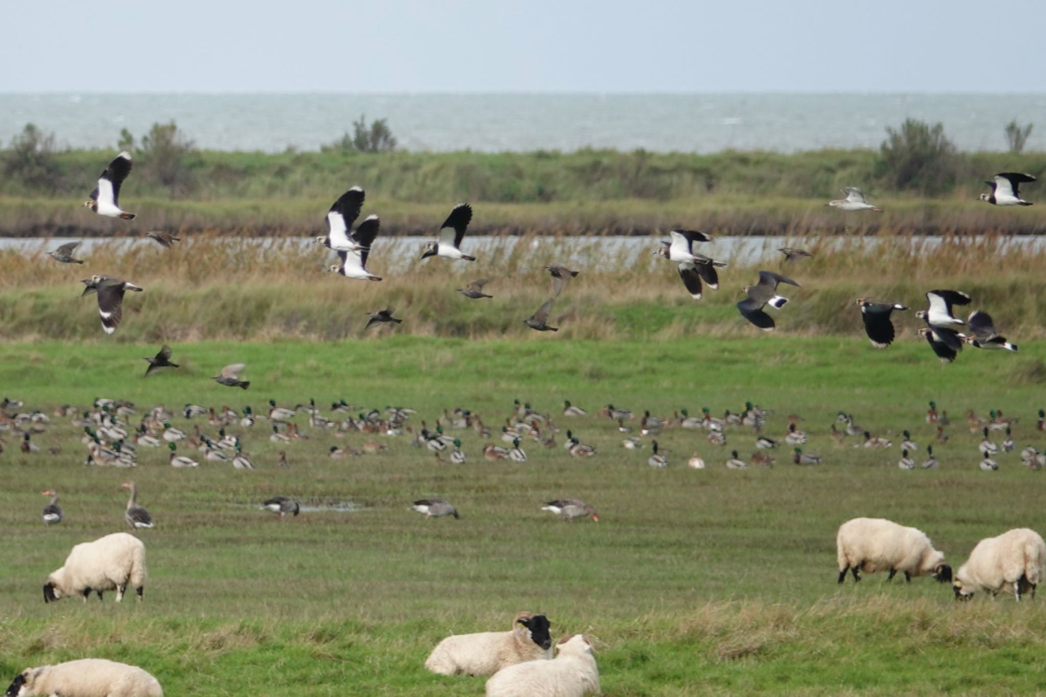 Northern Lapwing