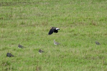 Ruff La Rochelle Thu, 10/24/2019