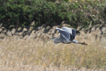 2019年12月21日(土) 愛宕川河口の野鳥観察記録