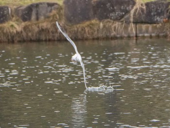 ユリカモメ 都立浮間公園 2019年12月21日(土)