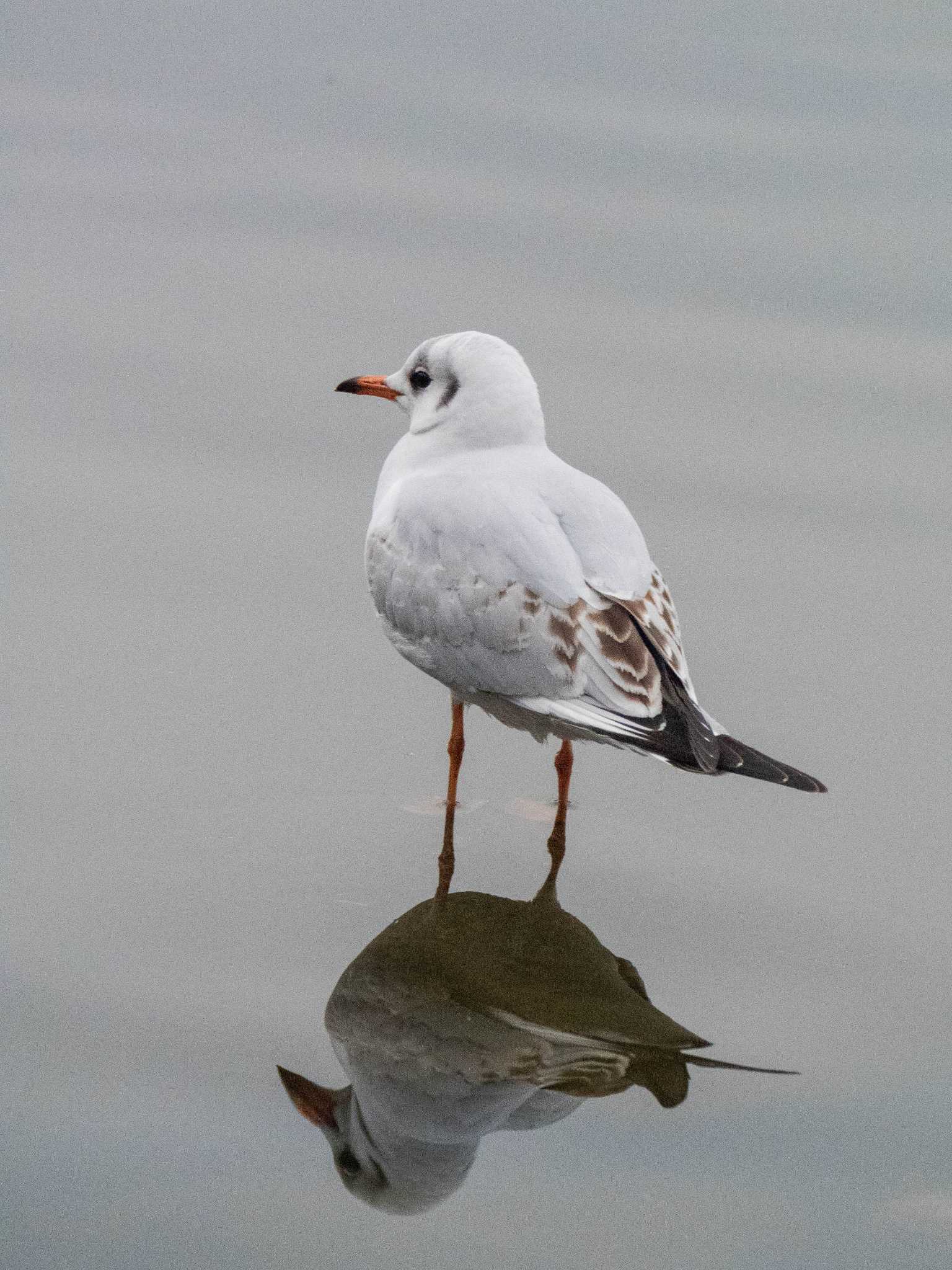 ユリカモメ