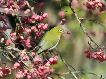 Warbling White-eye 町田市 Sat, 12/28/2019