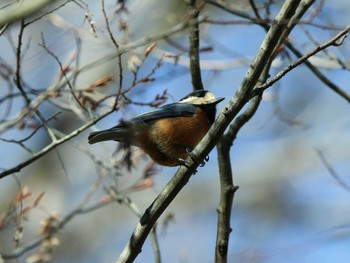 Varied Tit 町田市 Sat, 12/28/2019