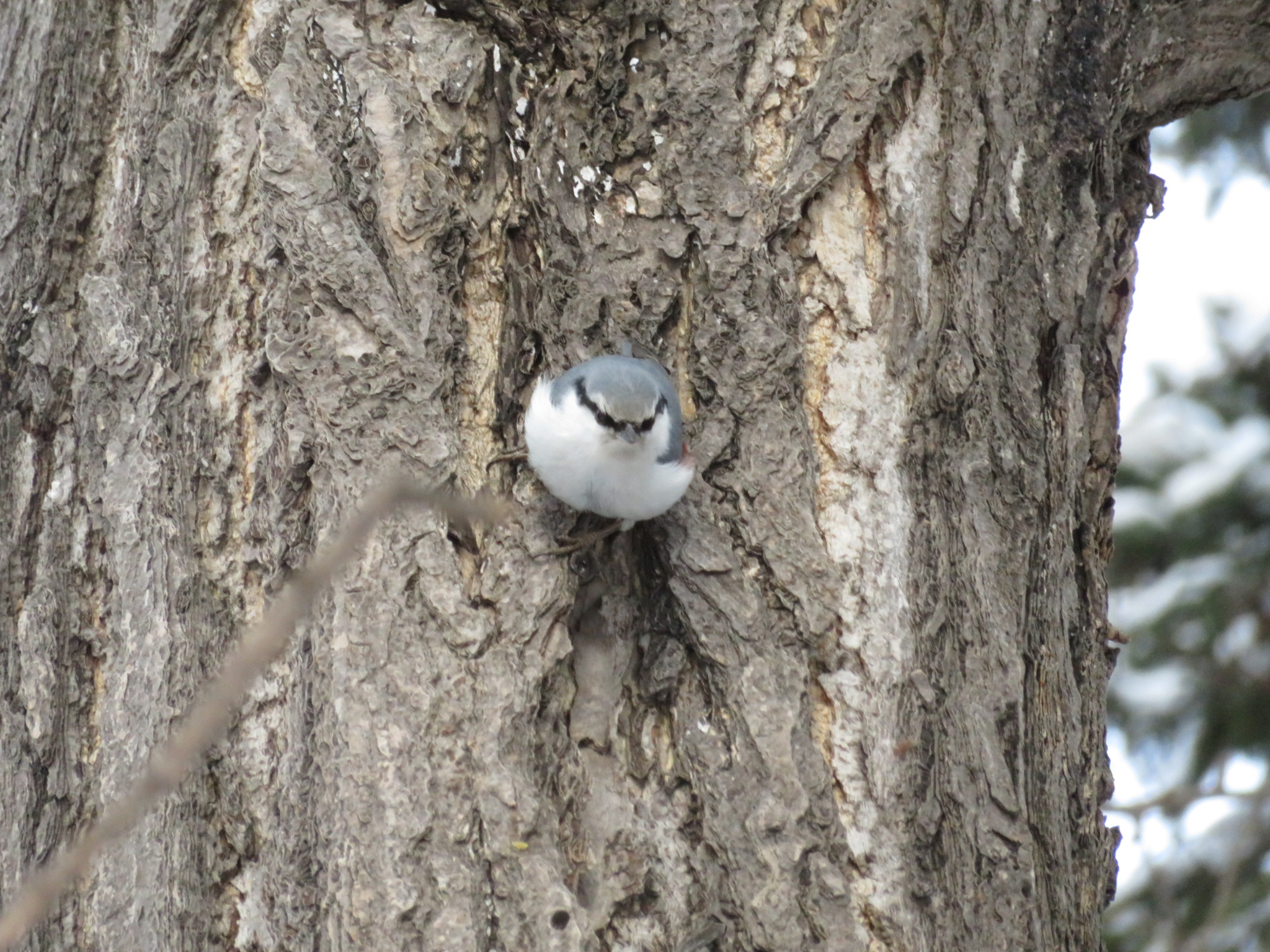 Photo of Eurasian Nuthatch at 中島公園 by xuuhiro