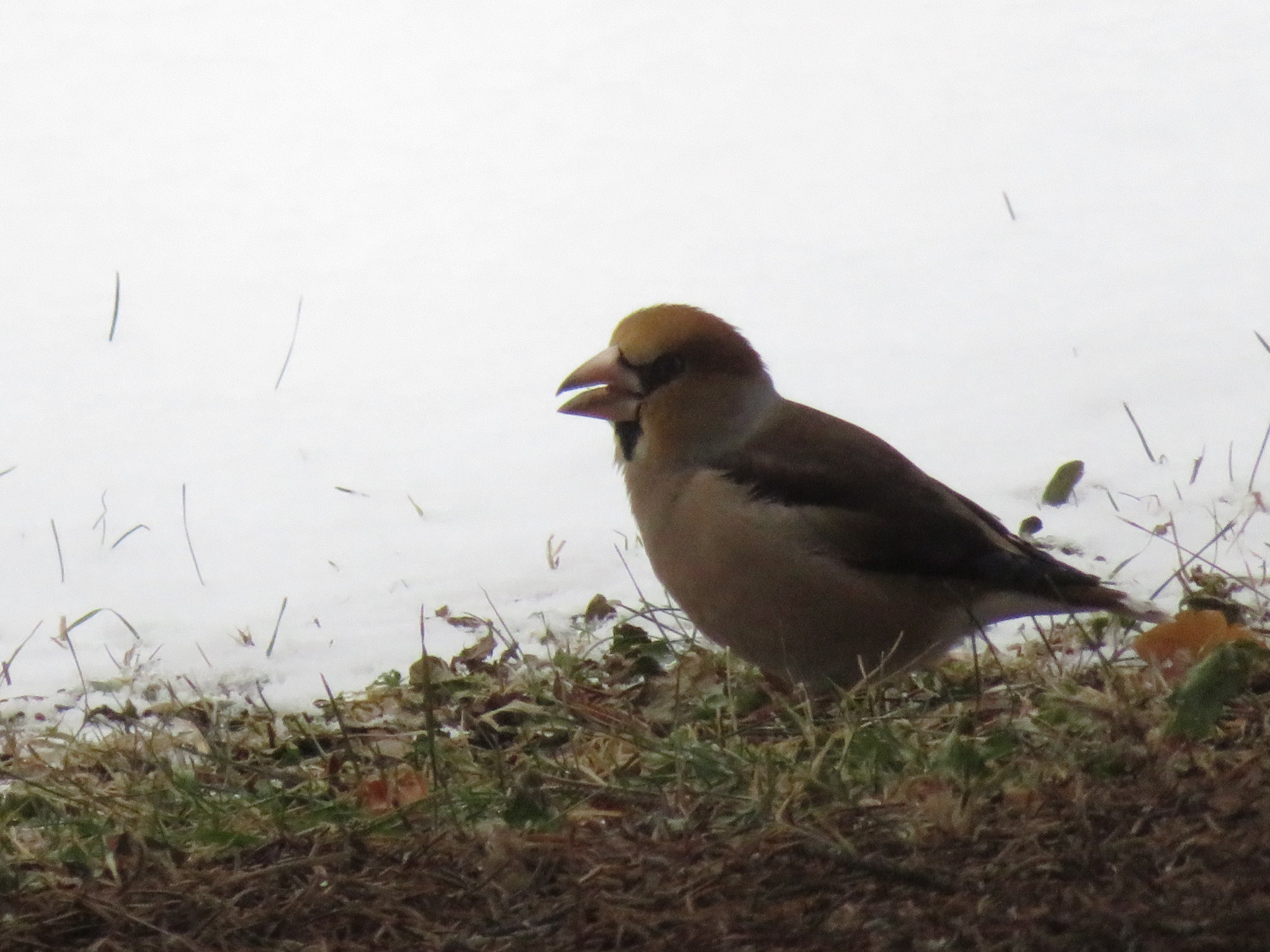 Photo of Hawfinch at 中島公園 by xuuhiro