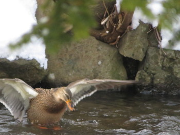 Sat, 12/28/2019 Birding report at 中島公園