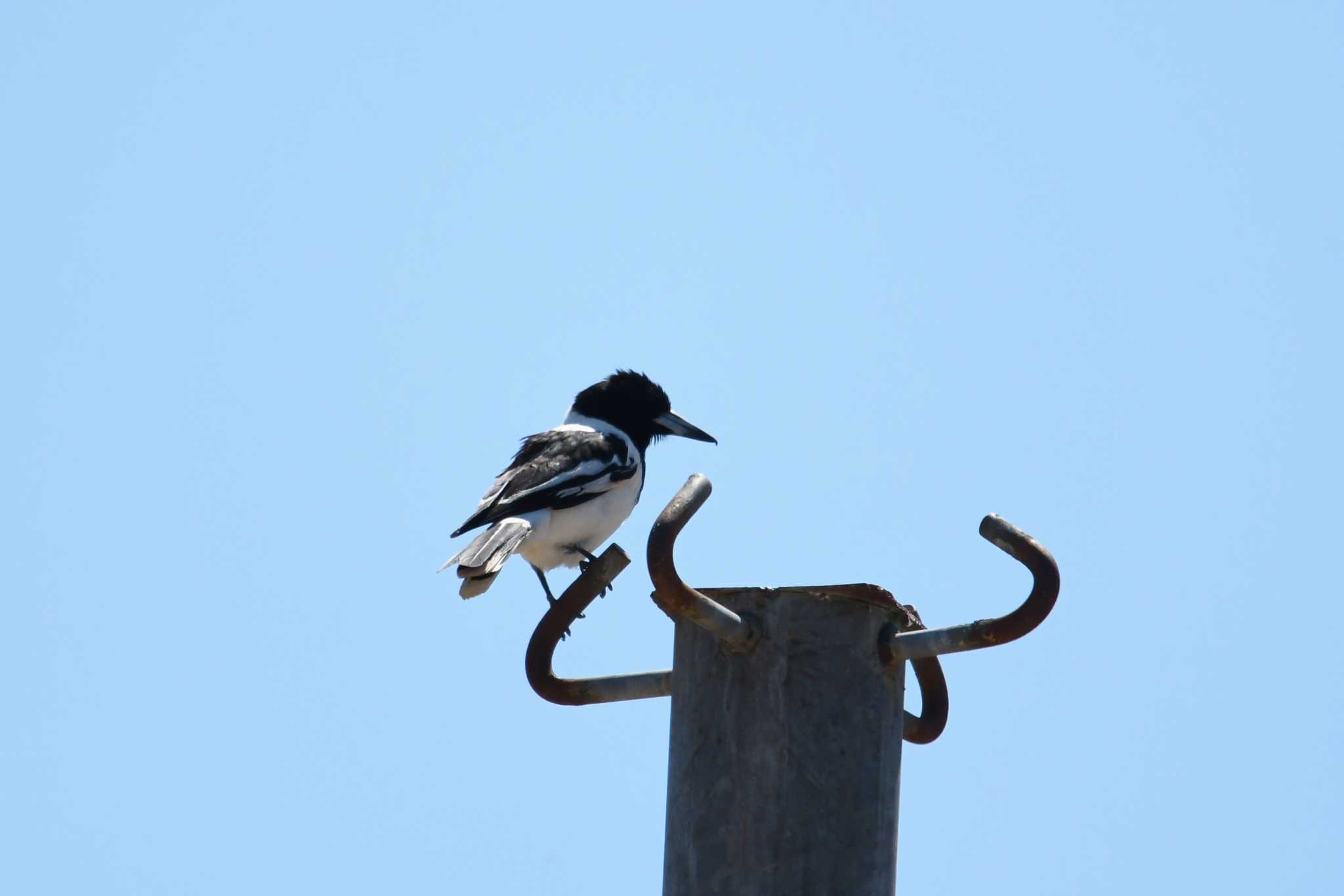 Pied Butcherbird