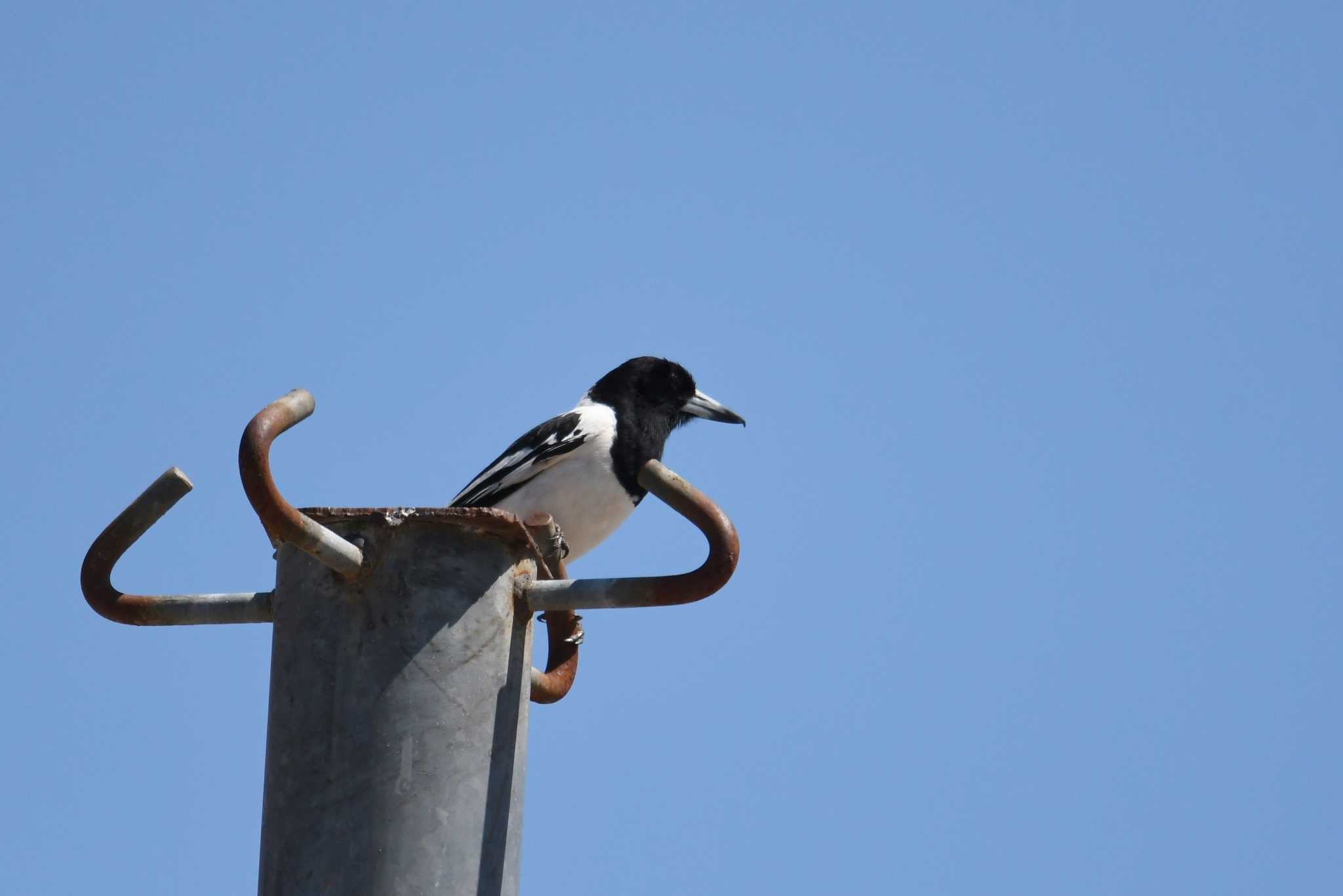 Pied Butcherbird