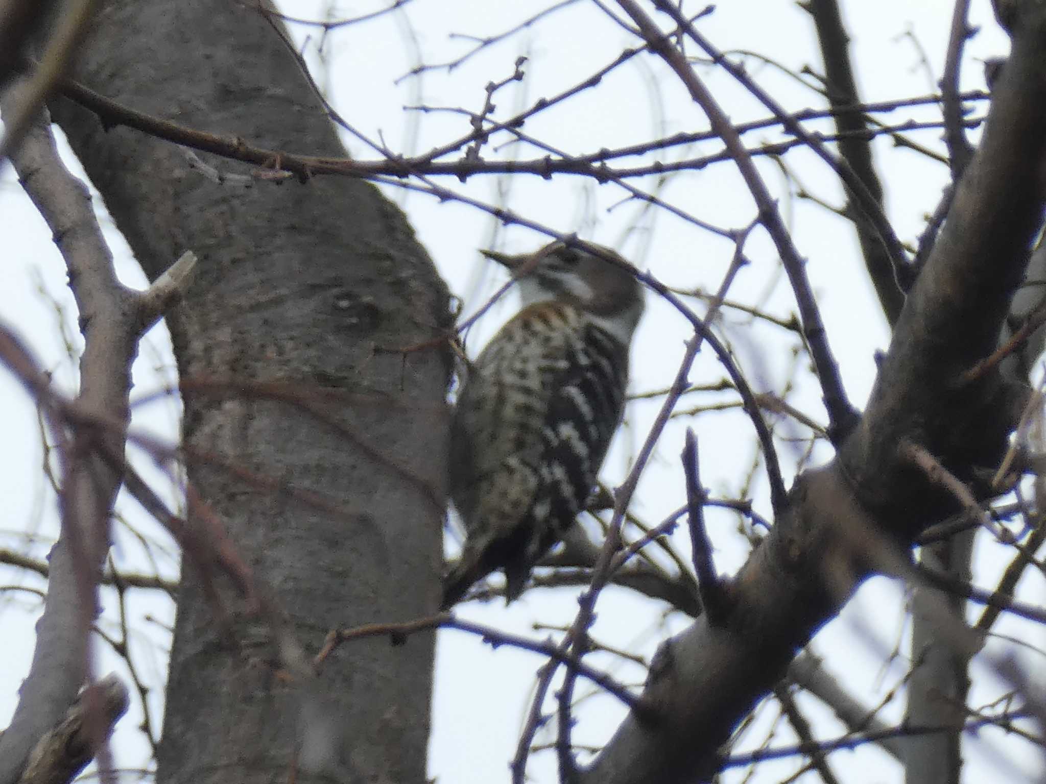 東京港野鳥公園 コゲラの写真 by Kozakuraband