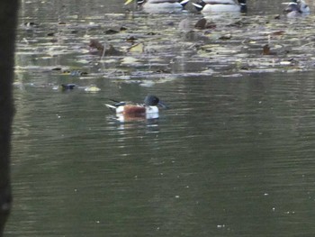 2019年12月27日(金) 東京港野鳥公園の野鳥観察記録