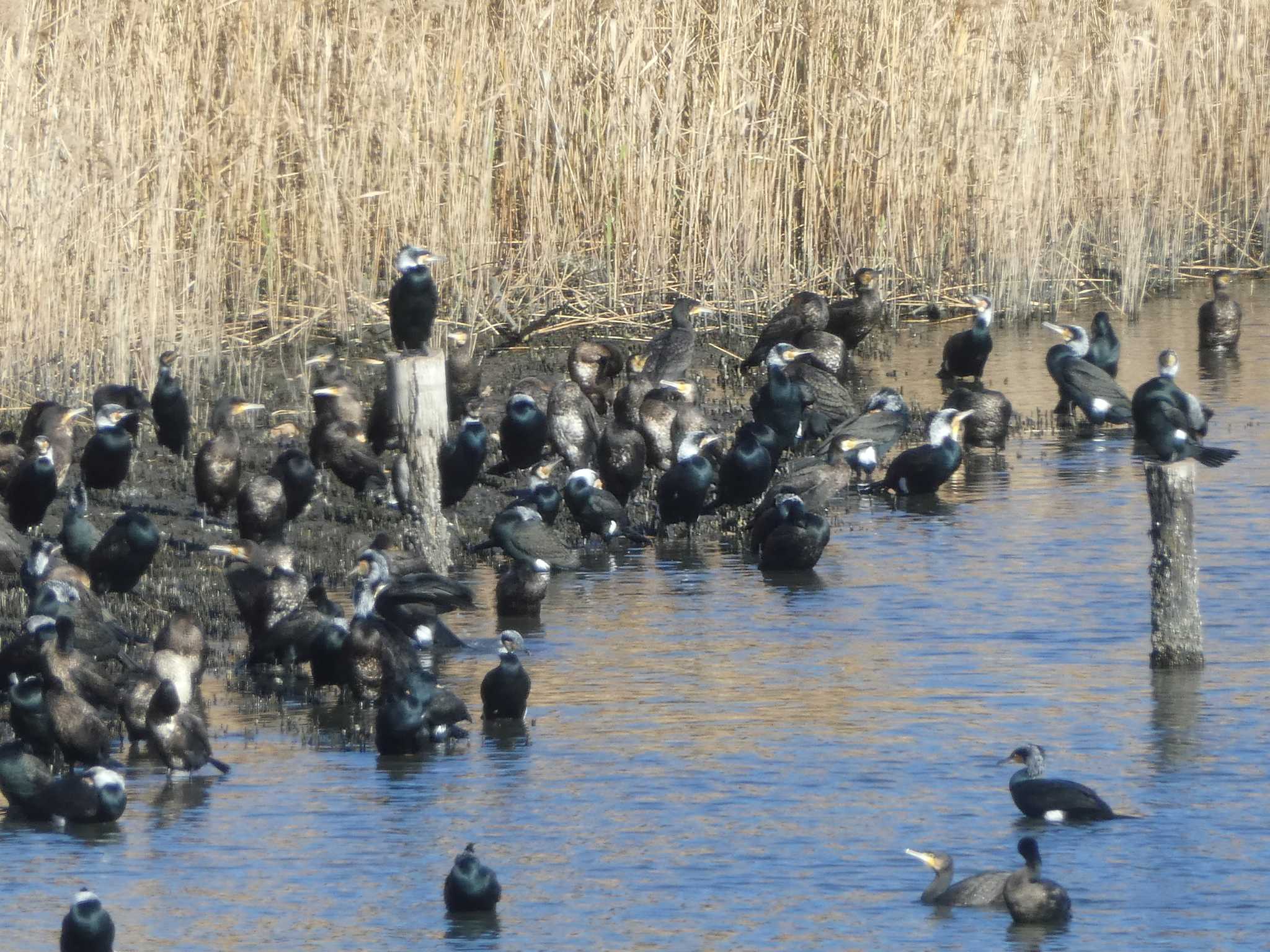 東京港野鳥公園 カワウの写真 by Kozakuraband