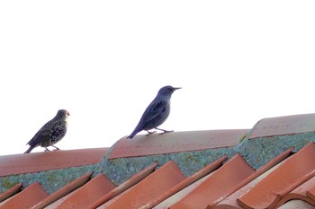 Spotless Starling La Rochelle Fri, 10/25/2019