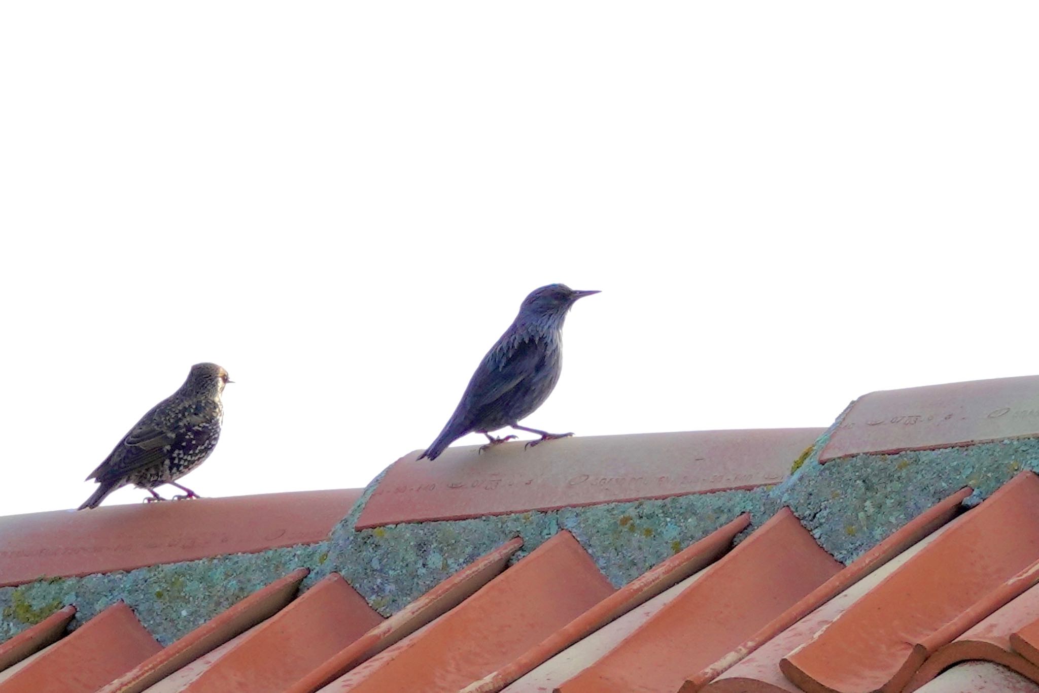 Photo of Spotless Starling at La Rochelle by のどか