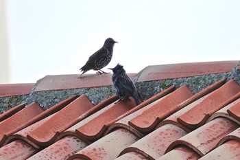 Spotless Starling La Rochelle Fri, 10/25/2019