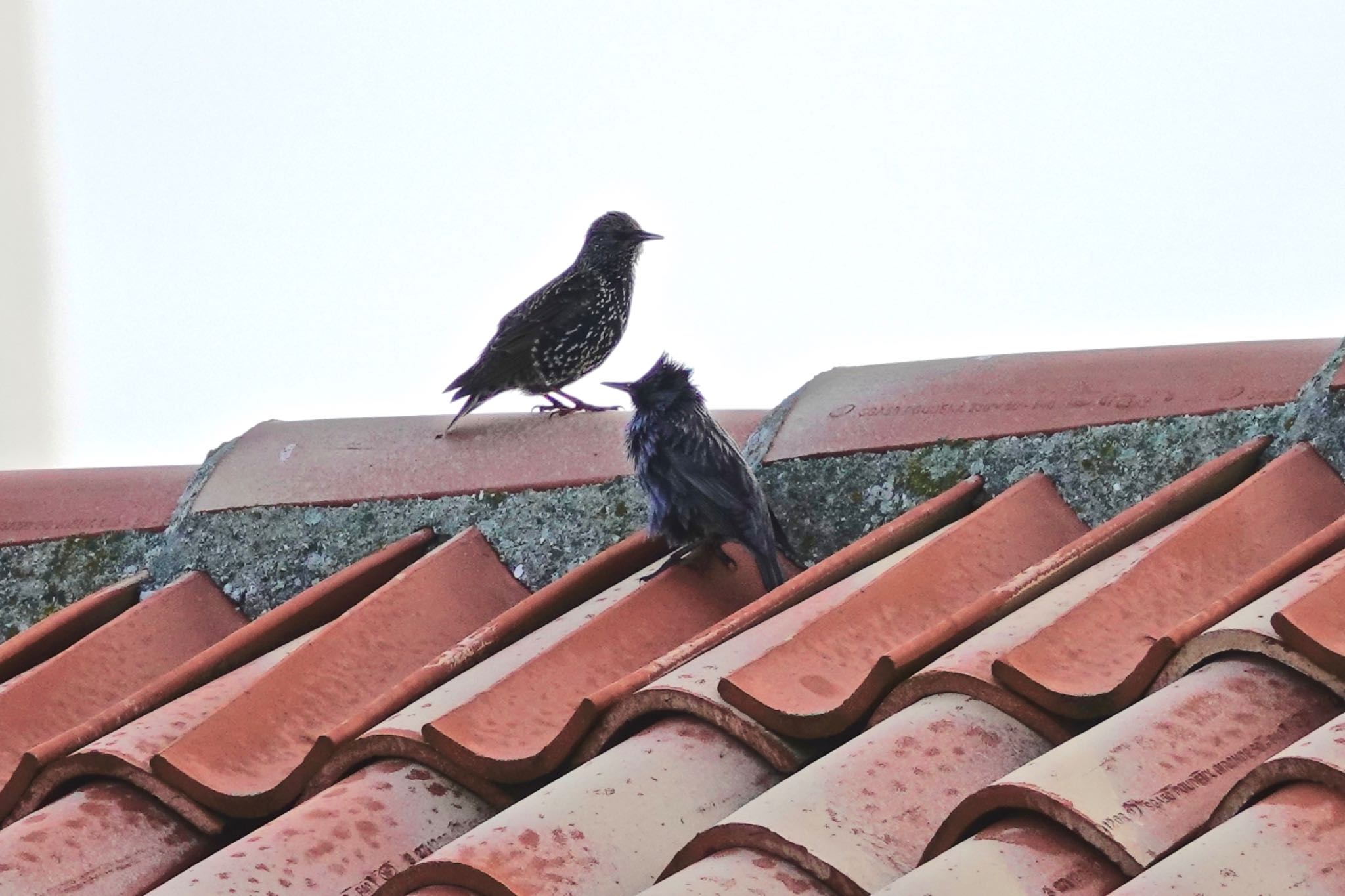 Photo of Spotless Starling at La Rochelle by のどか