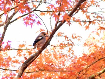 シメ 新宿御苑 2019年12月14日(土)