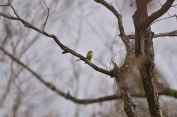 マヒワ 丸火自然公園 2019年12月28日(土)