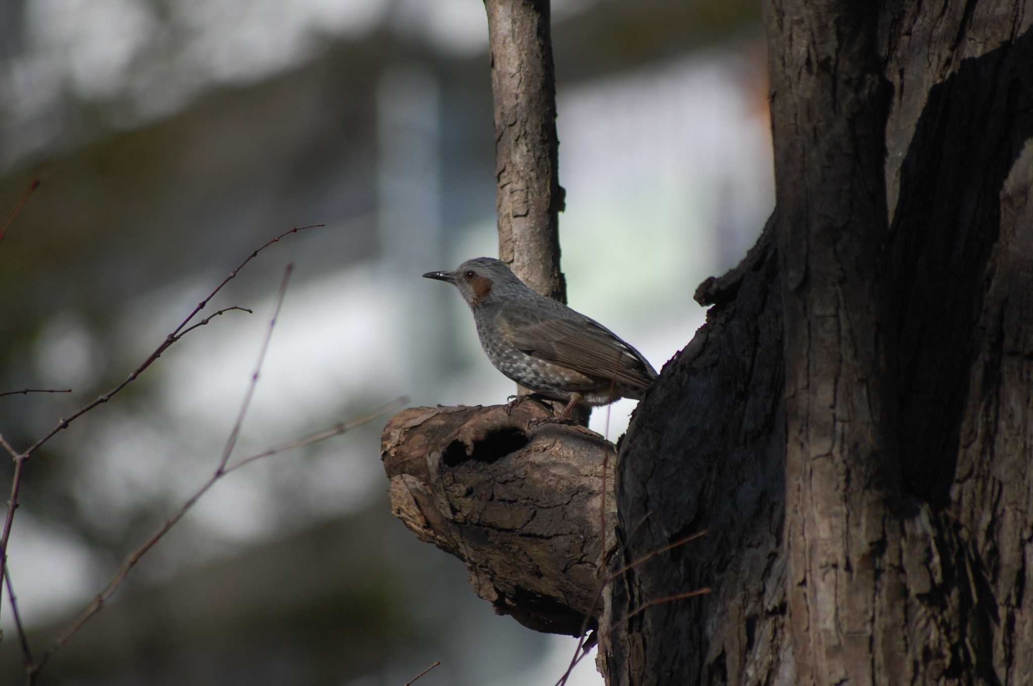 Photo of Brown-eared Bulbul at Inokashira Park by 五色鳥