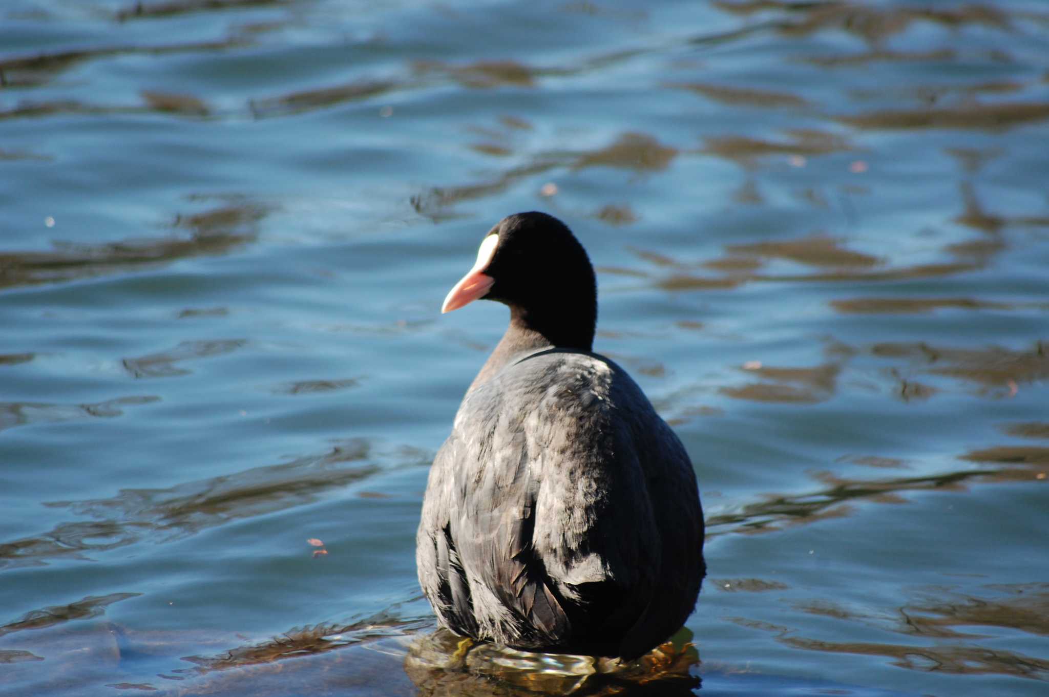 Photo of Eurasian Coot at Inokashira Park by 五色鳥