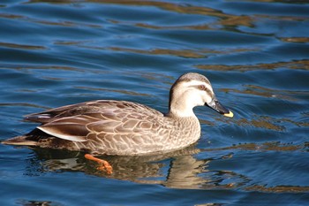 Eastern Spot-billed Duck Inokashira Park Sat, 12/28/2019