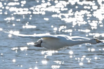 コハクチョウ 越辺川 2019年12月28日(土)