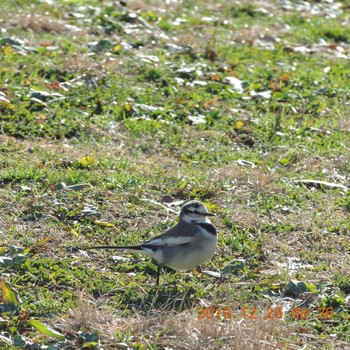 2019年12月28日(土) 光が丘公園の野鳥観察記録