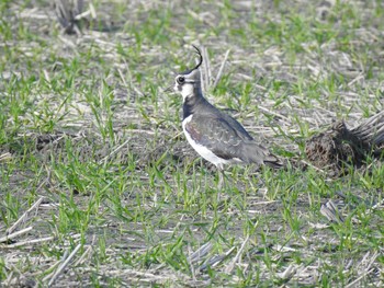 Northern Lapwing Nabeta Reclaimed land Sat, 12/28/2019