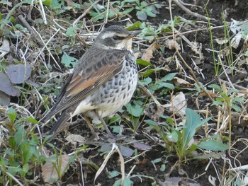 2019年12月28日(土) 恩田川(高瀬橋付近)の野鳥観察記録