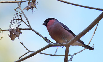 Eurasian Bullfinch(rosacea) 東京都多摩地域 Sat, 12/28/2019