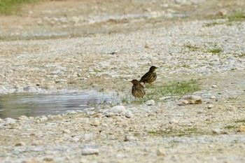 Meadow Pipit La Rochelle Fri, 10/25/2019