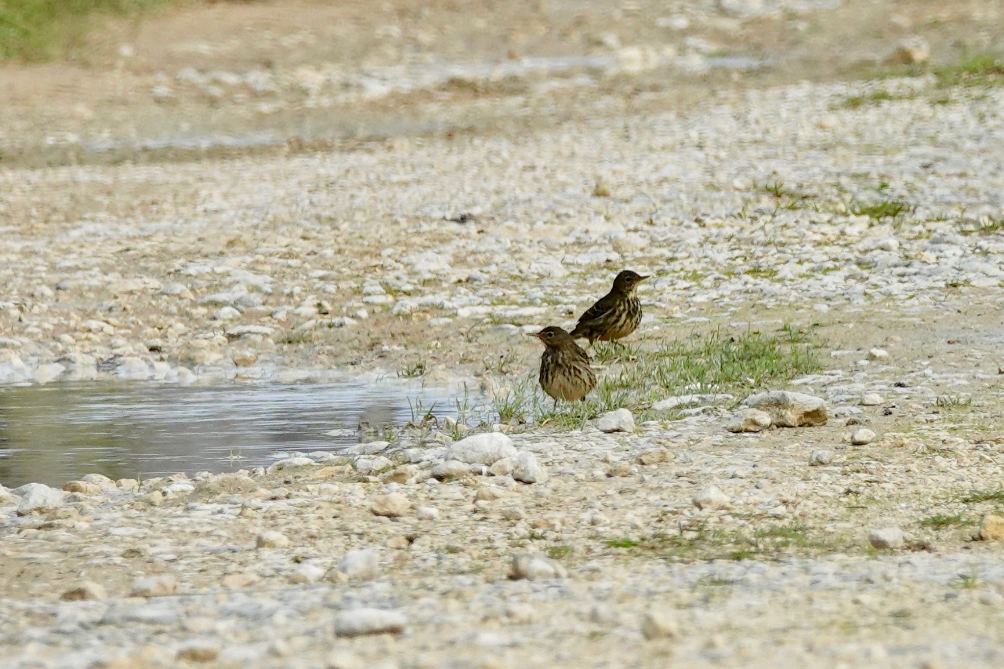 Photo of Meadow Pipit at La Rochelle by のどか