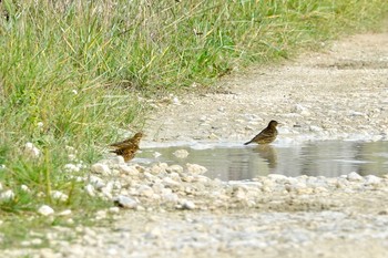 Meadow Pipit La Rochelle Fri, 10/25/2019