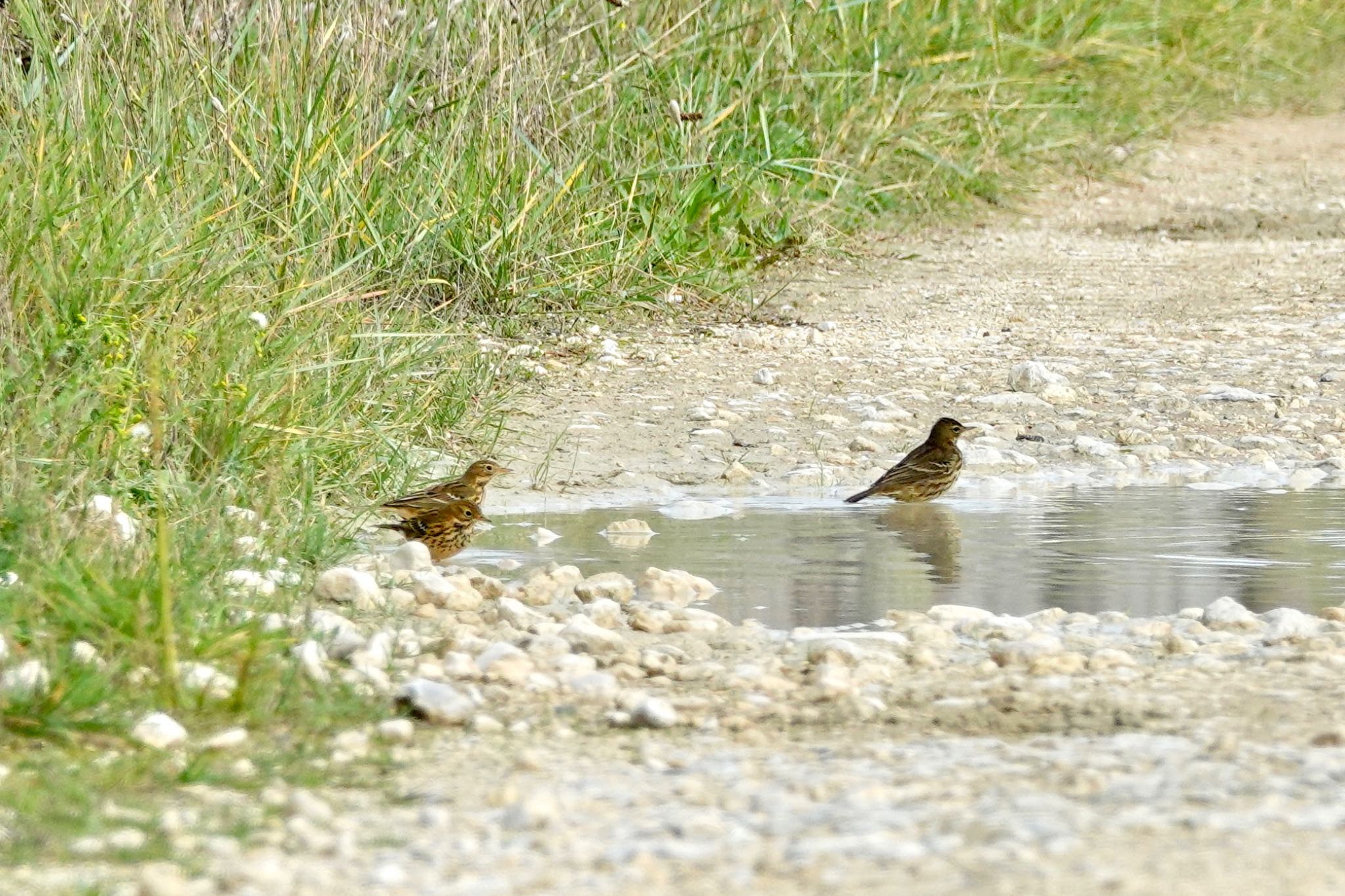 Photo of Meadow Pipit at La Rochelle by のどか