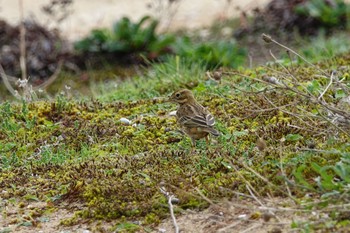 Meadow Pipit La Rochelle Fri, 10/25/2019