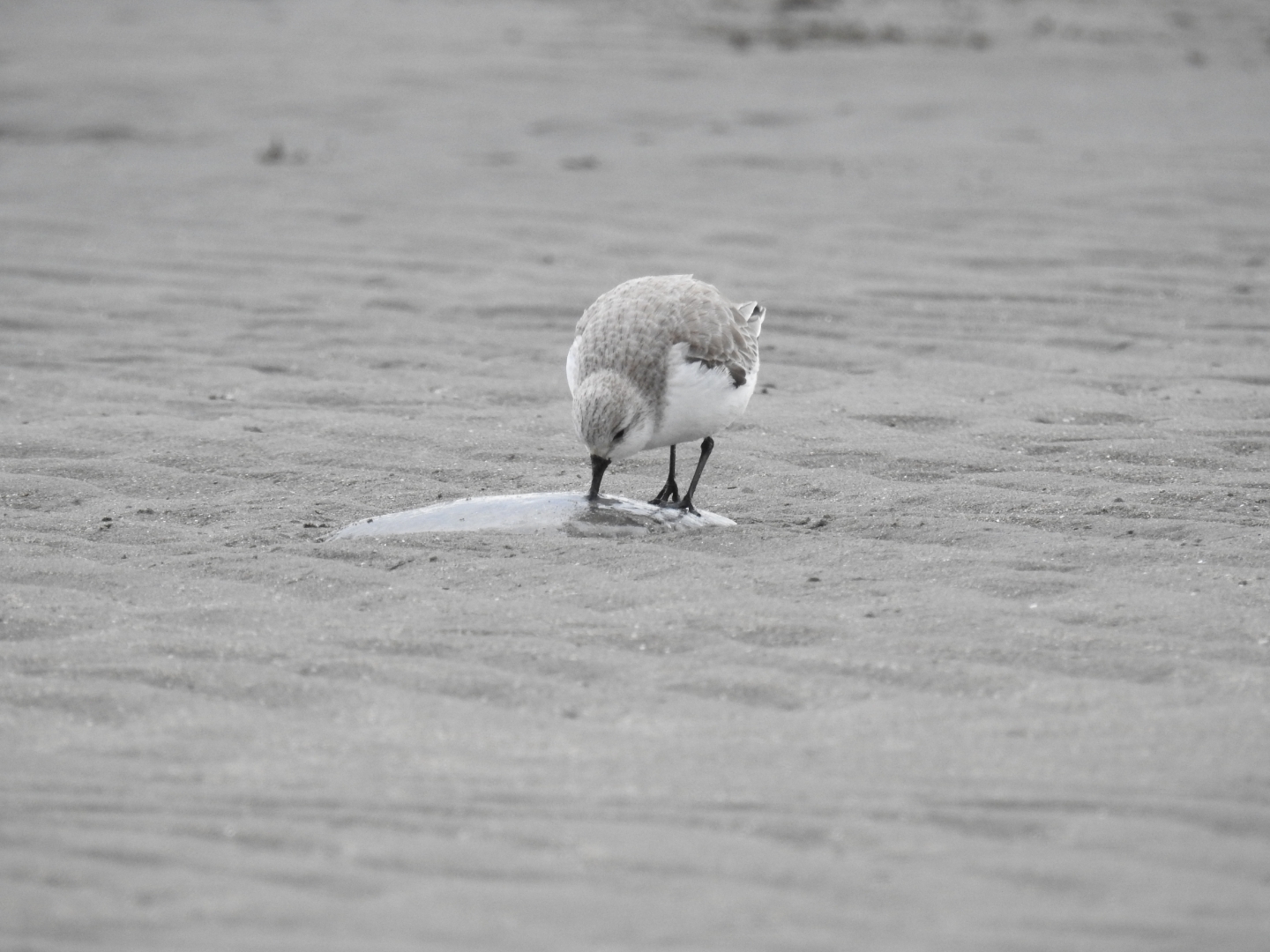 Sanderling