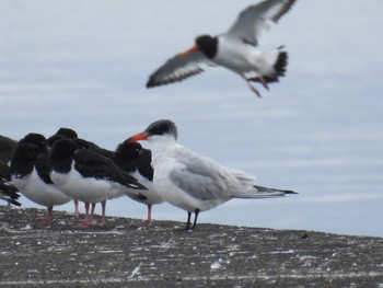 オニアジサシ ふなばし三番瀬海浜公園 2019年12月25日(水)