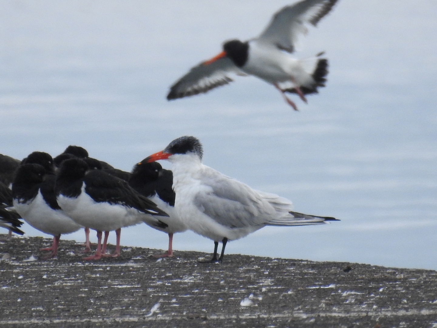 Caspian Tern